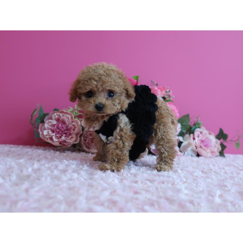 販売中の鹿児島県のティーカッププードル-426943の6枚目