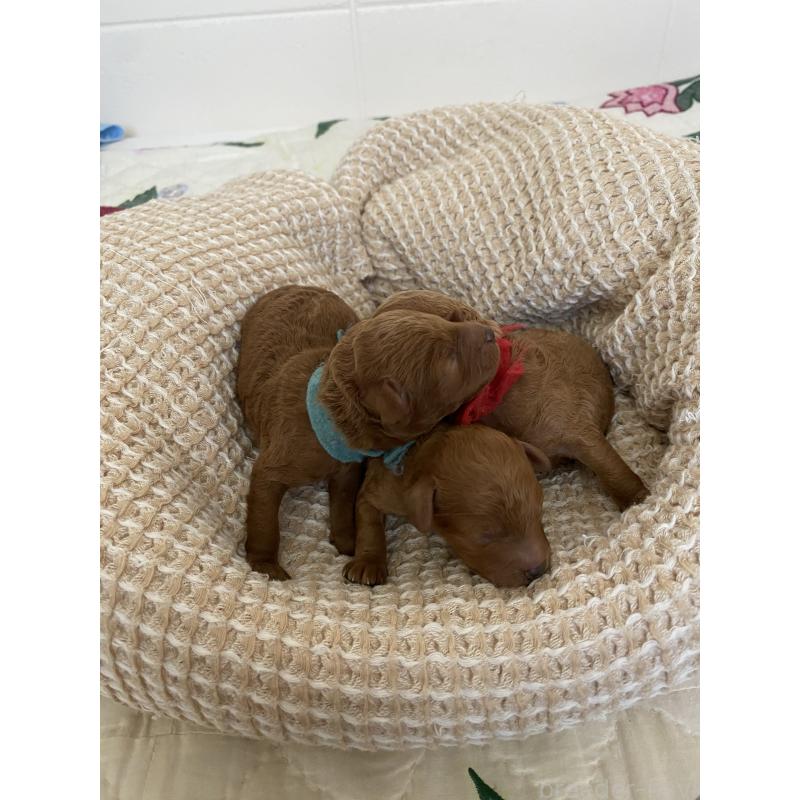 販売中の沖縄県のミックス犬-426944の2枚目