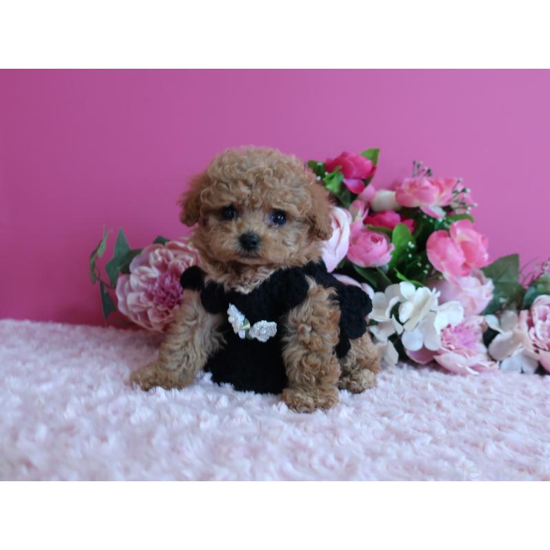 販売中の鹿児島県のティーカッププードル-426943の5枚目