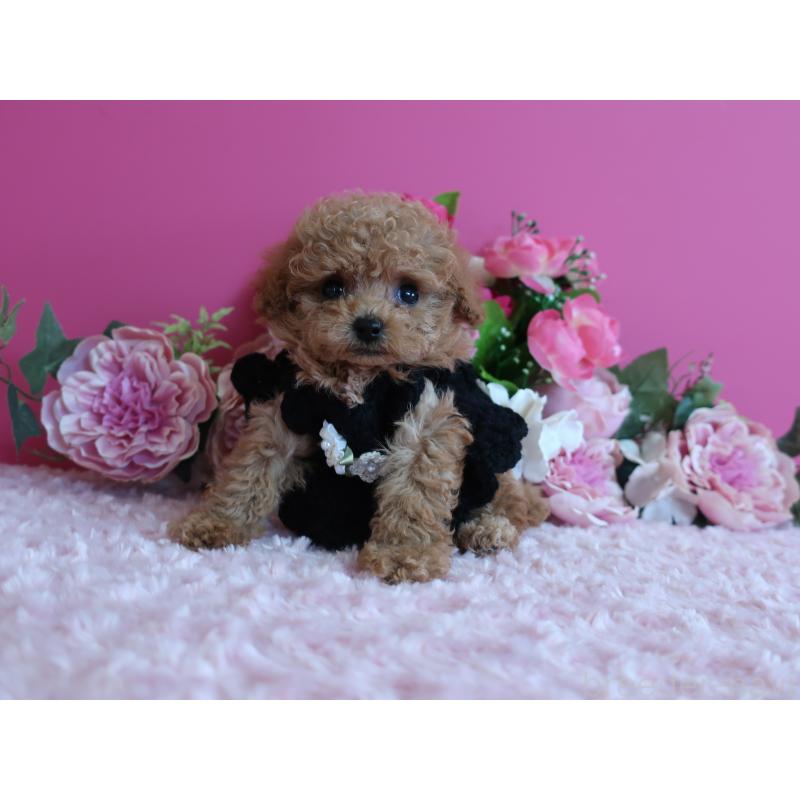 販売中の鹿児島県のティーカッププードル-426943の4枚目