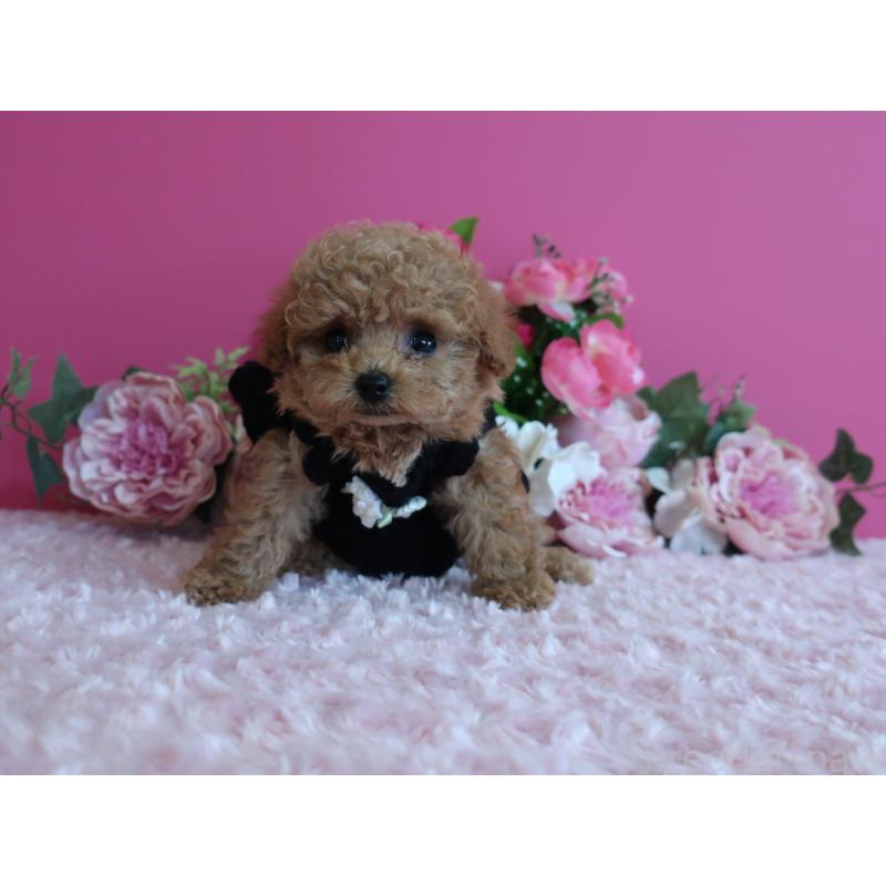 販売中の鹿児島県のティーカッププードル-426943の3枚目