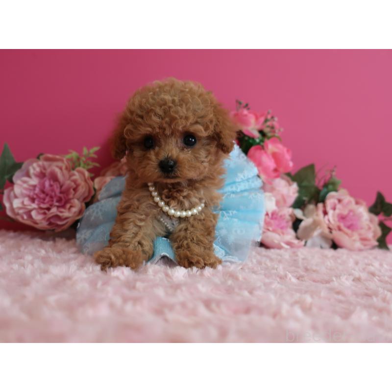 販売中の鹿児島県のティーカッププードル-426943の2枚目