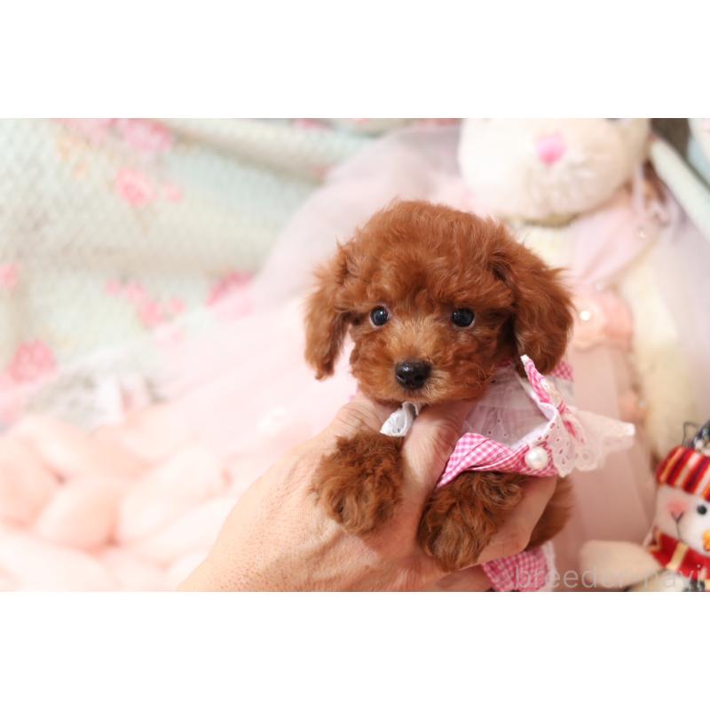 成約済の大阪府のタイニープードル-425748の5枚目