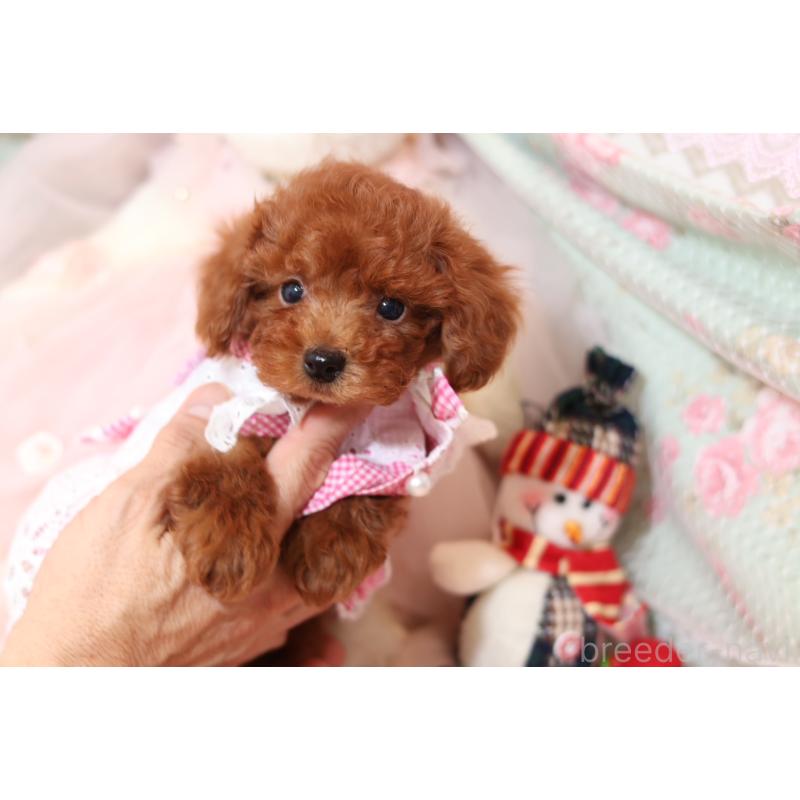 成約済の大阪府のタイニープードル-425748の4枚目