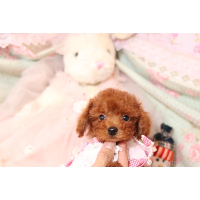 成約済の大阪府のタイニープードル-425748の2枚目