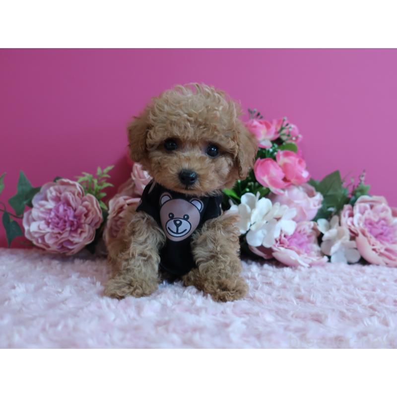 販売中の鹿児島県のティーカッププードル-426945