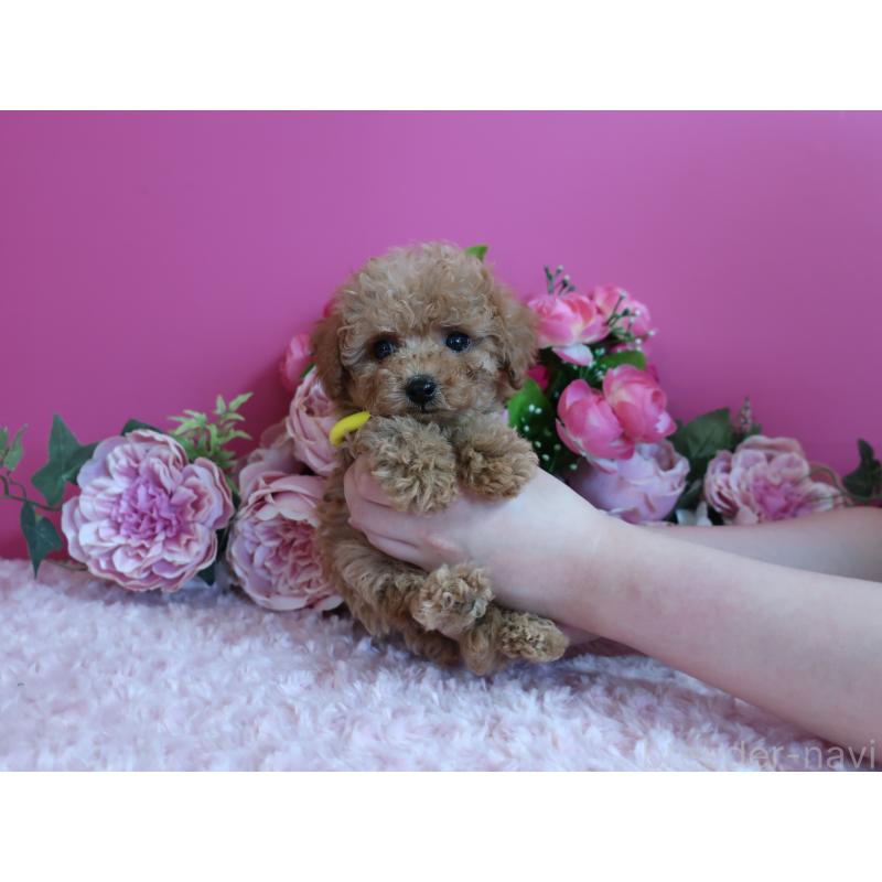 販売中の鹿児島県のティーカッププードル-426945の10枚目