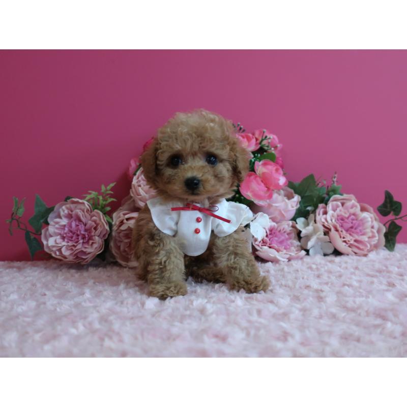 販売中の鹿児島県のティーカッププードル-426945の8枚目