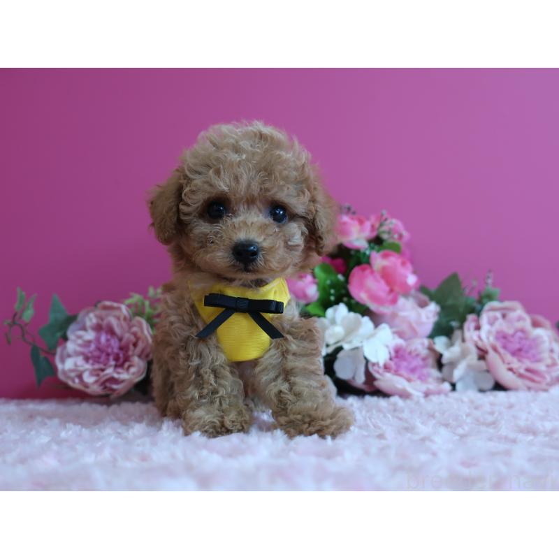 販売中の鹿児島県のティーカッププードル-426945の7枚目