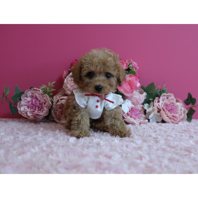 販売中の鹿児島県のティーカッププードル-426945の5枚目