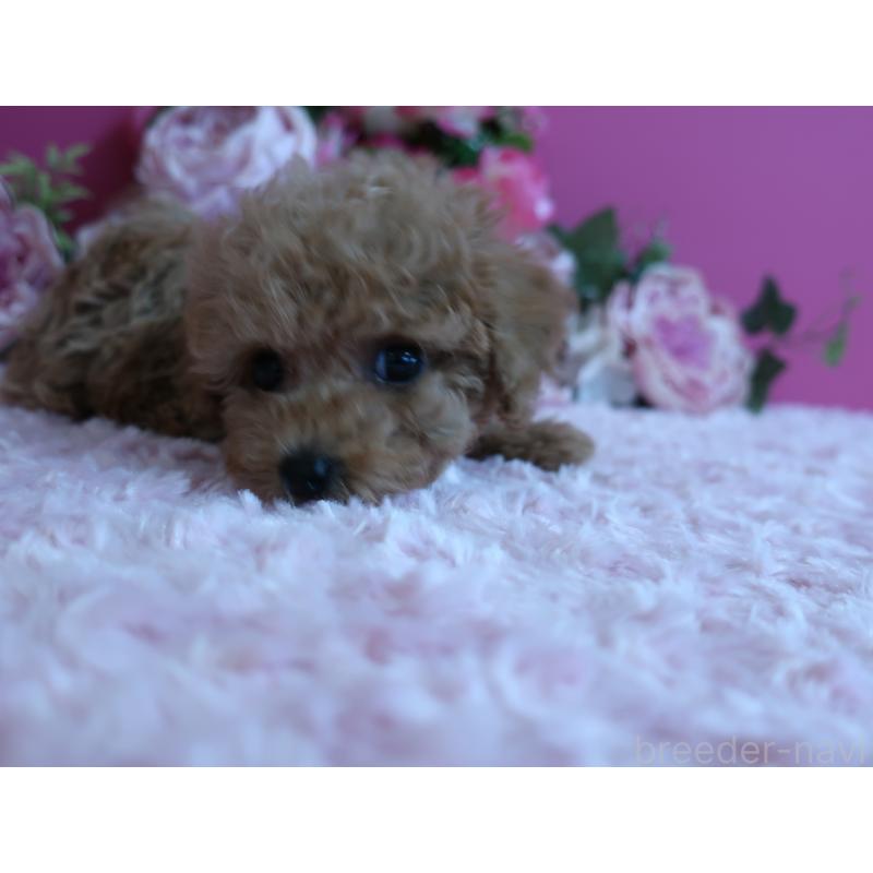 販売中の鹿児島県のティーカッププードル-426945の4枚目