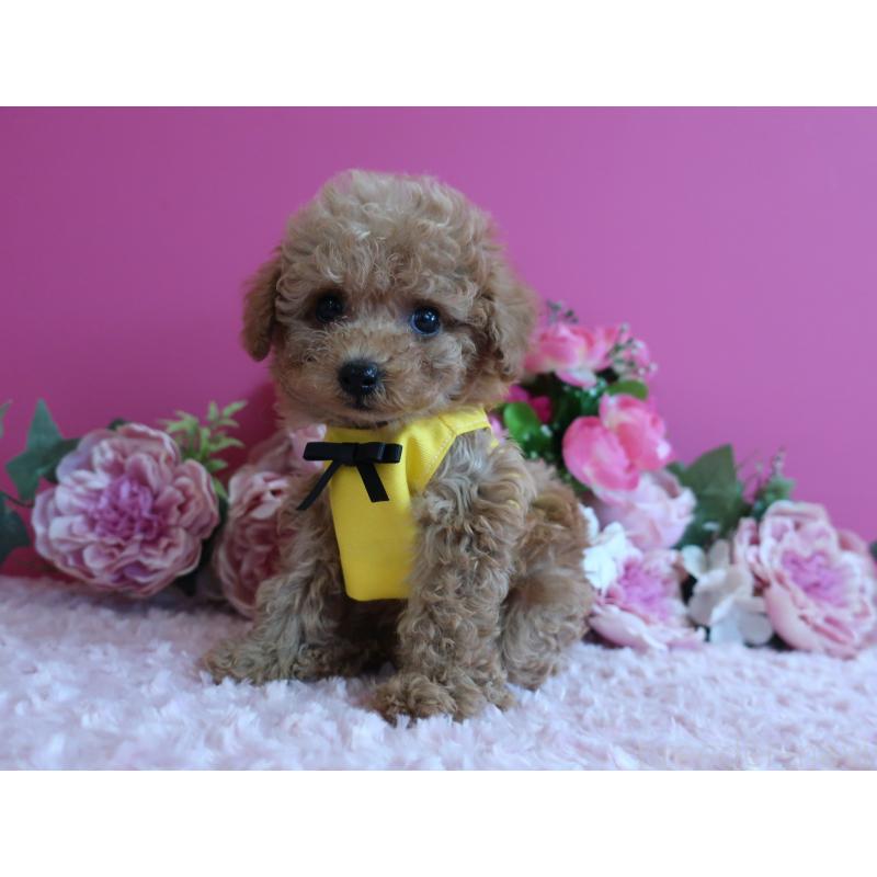 販売中の鹿児島県のティーカッププードル-426945の3枚目