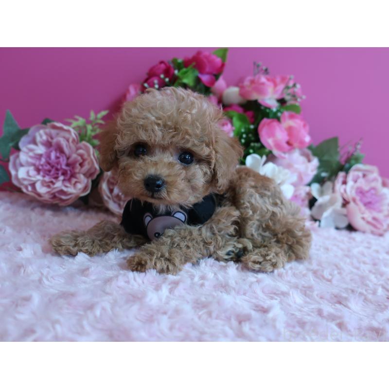 販売中の鹿児島県のティーカッププードル-426945の2枚目