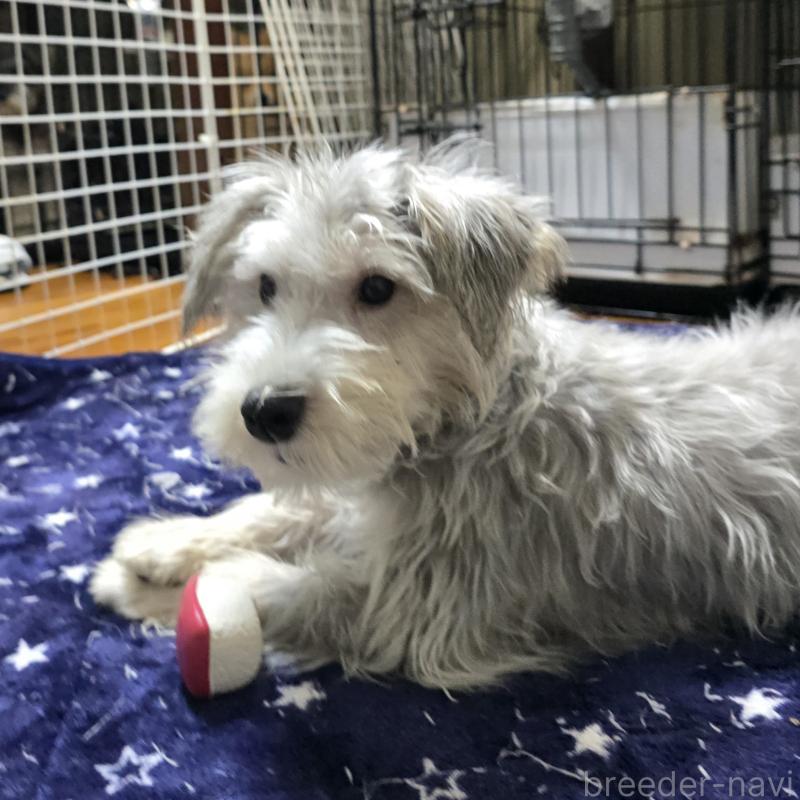 成約済の岡山県のミニチュアシュナウザー-394060の1枚目