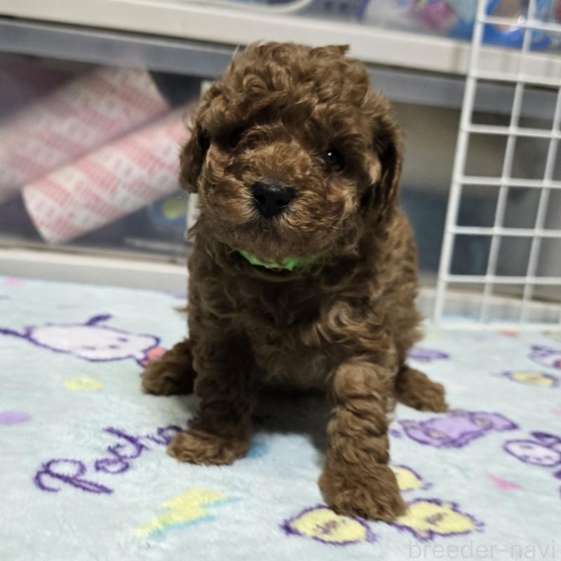 販売中の岡山県のトイプードル-425743