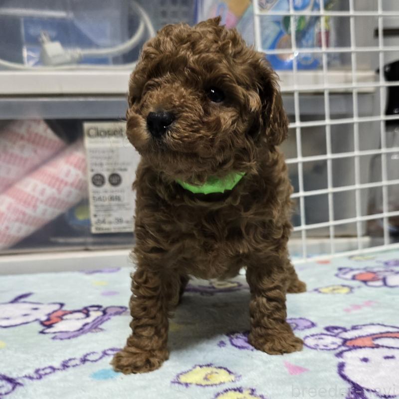 商談中の岡山県のトイプードル-425743の10枚目