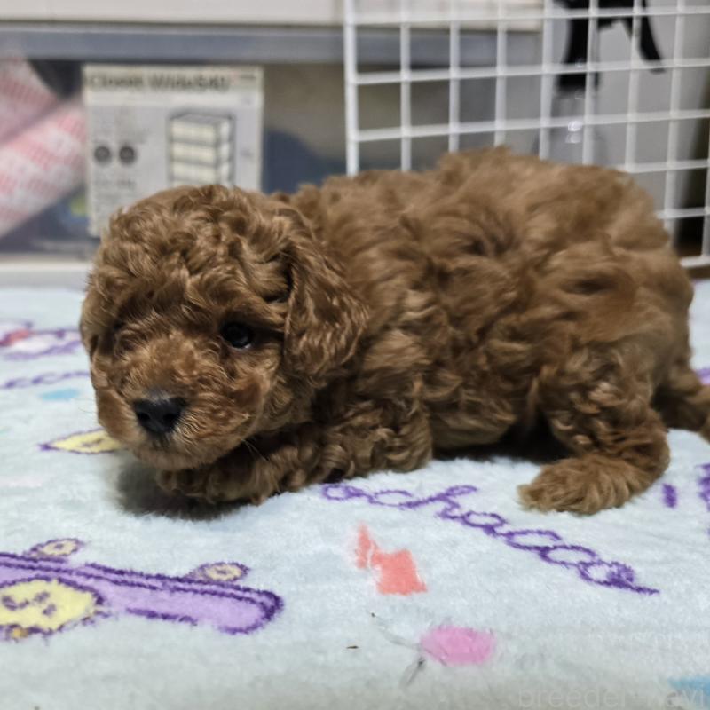 商談中の岡山県のトイプードル-425743の9枚目