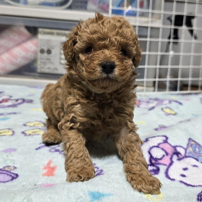 販売中の岡山県のトイプードル-425744