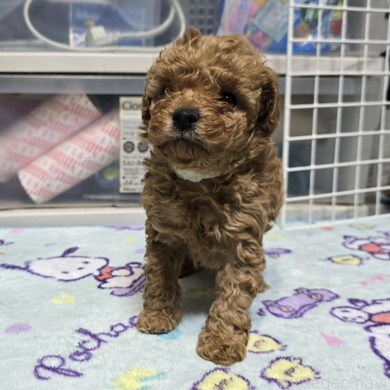 販売中の岡山県のトイプードル-425744の18枚目