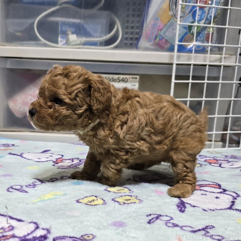 販売中の岡山県のトイプードル-425744の17枚目