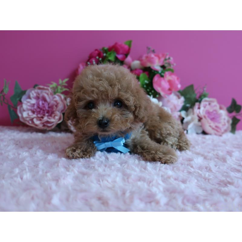 販売中の鹿児島県のティーカッププードル-426946の12枚目