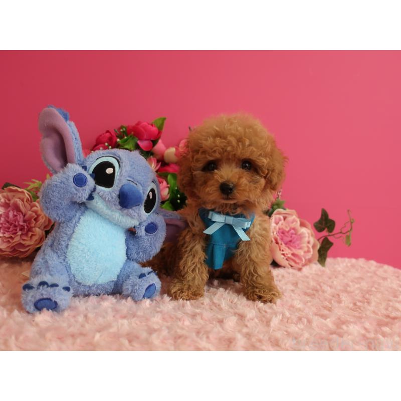 販売中の鹿児島県のティーカッププードル-426946