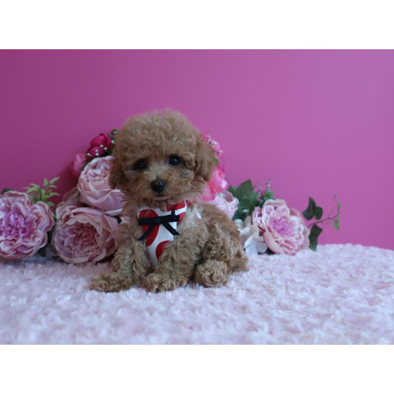 販売中の鹿児島県のティーカッププードル-426946の11枚目