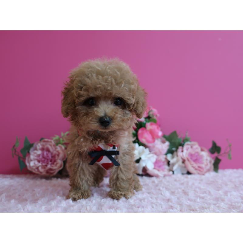 販売中の鹿児島県のティーカッププードル-426946の10枚目