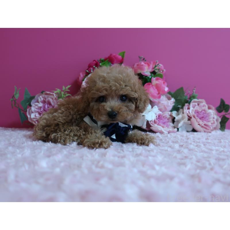 販売中の鹿児島県のティーカッププードル-426946の8枚目