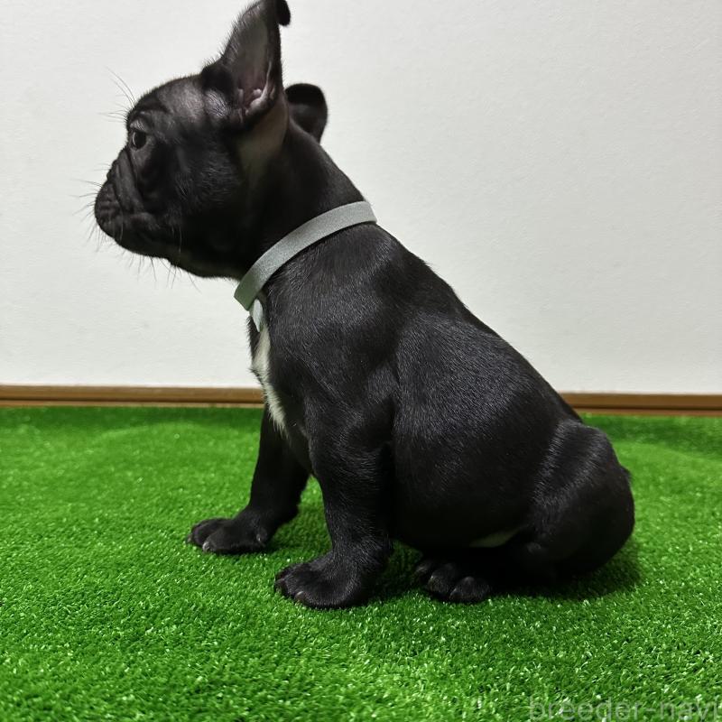 販売中の兵庫県のフレンチブルドッグ-426937の2枚目