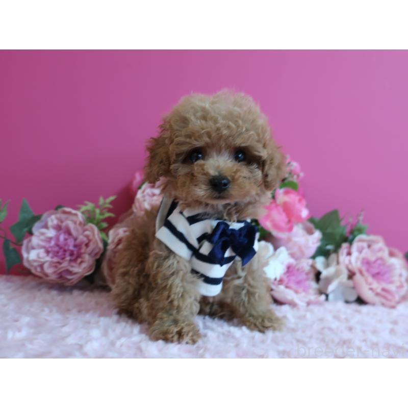 販売中の鹿児島県のティーカッププードル-426946の5枚目