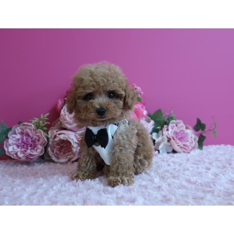 販売中の鹿児島県のティーカッププードル-426946の4枚目