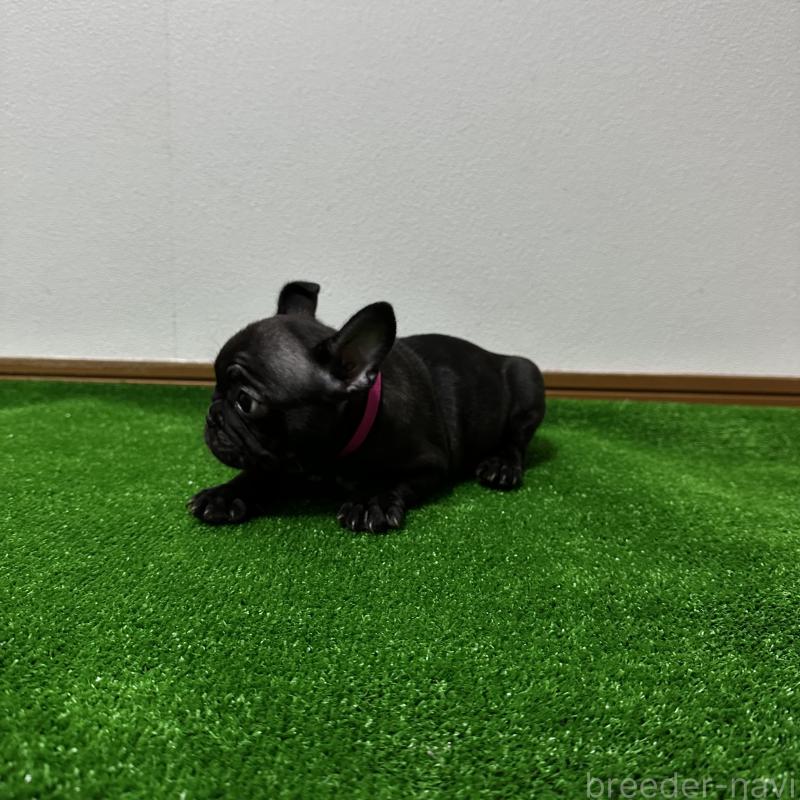 販売中の兵庫県のフレンチブルドッグ-426941の2枚目