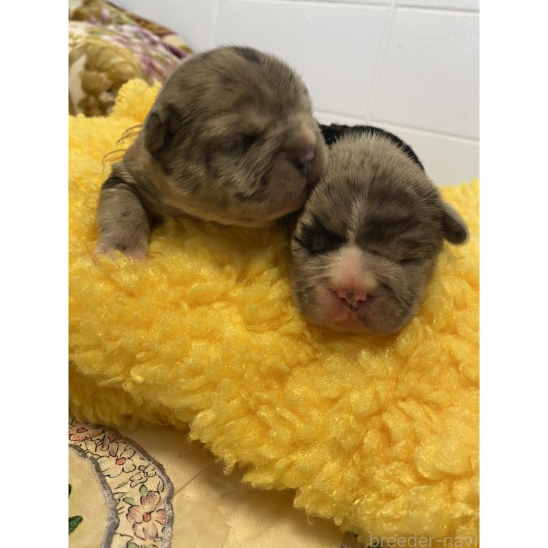 販売中の沖縄県のフレンチブルドッグ-426952の6枚目