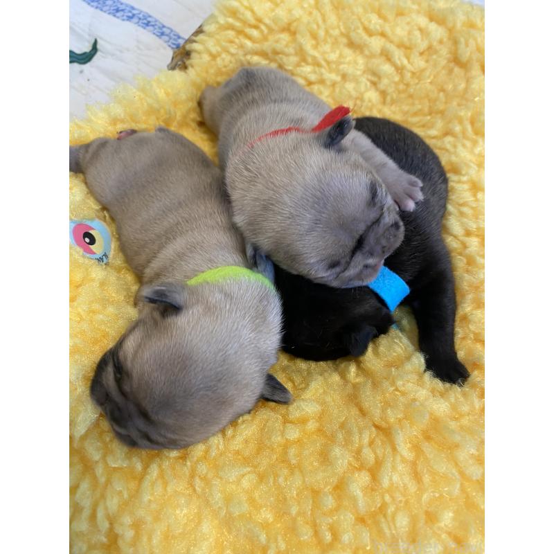 販売中の沖縄県のフレンチブルドッグ-426952の5枚目