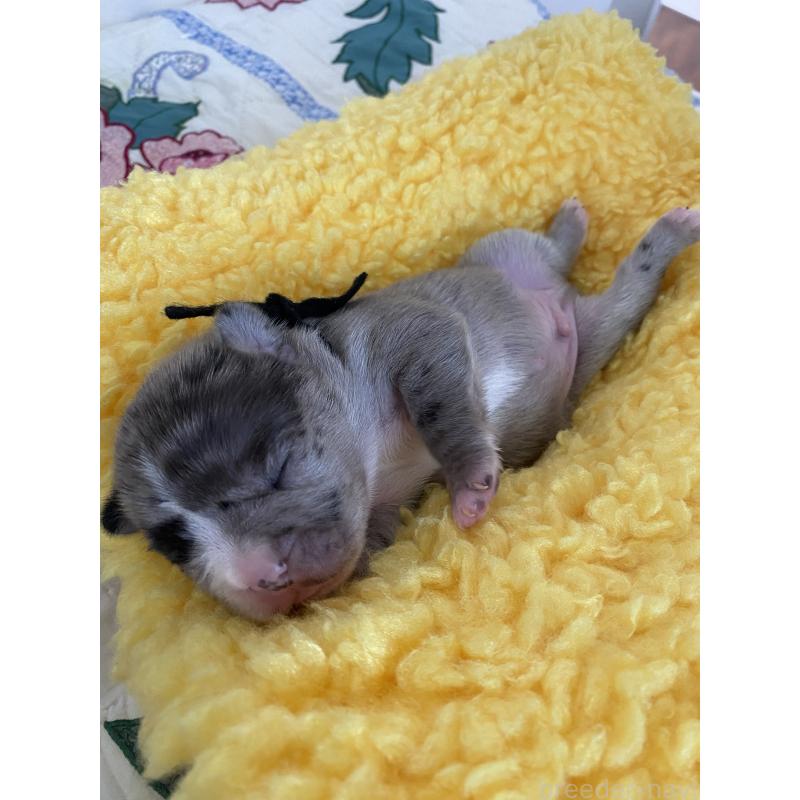 販売中の沖縄県のフレンチブルドッグ-426952の4枚目