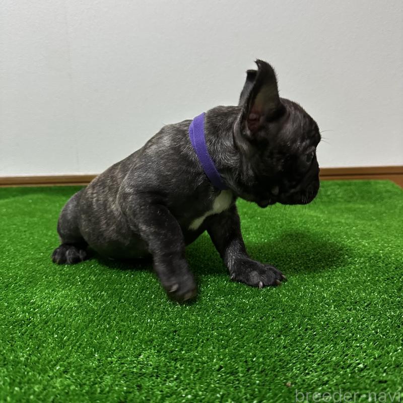 販売中の兵庫県のフレンチブルドッグ-426938の2枚目