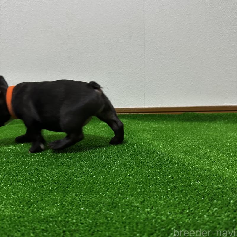 販売中の兵庫県のフレンチブルドッグ-426934の2枚目