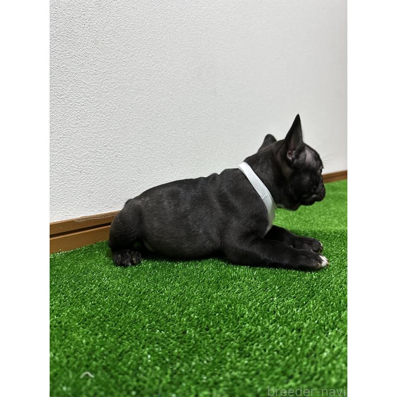 販売中の兵庫県のフレンチブルドッグ-426933の2枚目