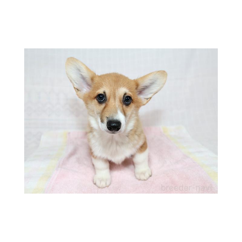 販売中の兵庫県のウェルシュコーギーペンブローク-426948の1枚目