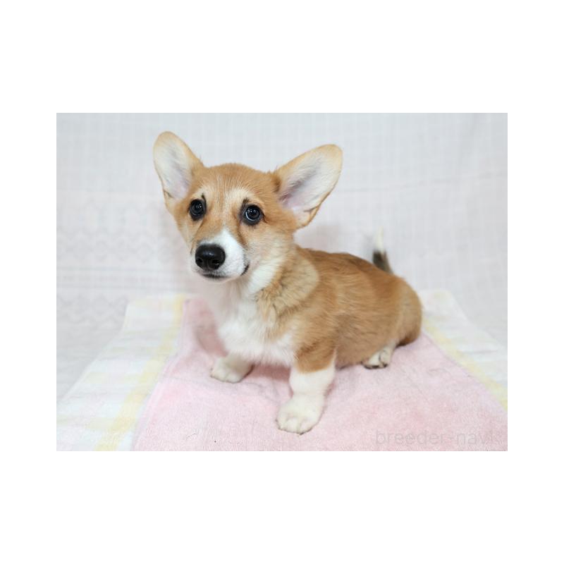 販売中の兵庫県のウェルシュコーギーペンブローク-426948の6枚目