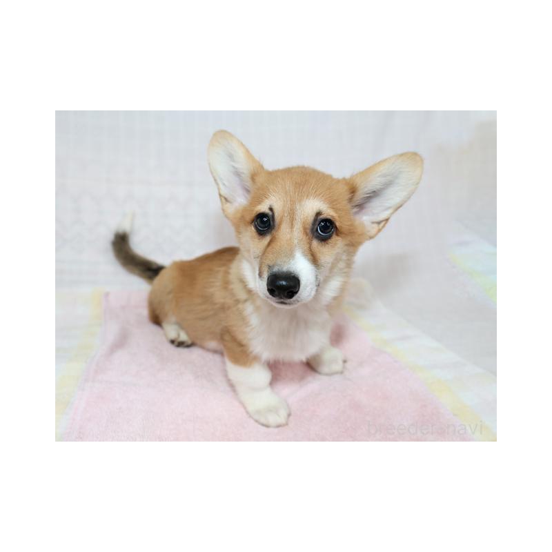 販売中の兵庫県のウェルシュコーギーペンブローク-426948の4枚目