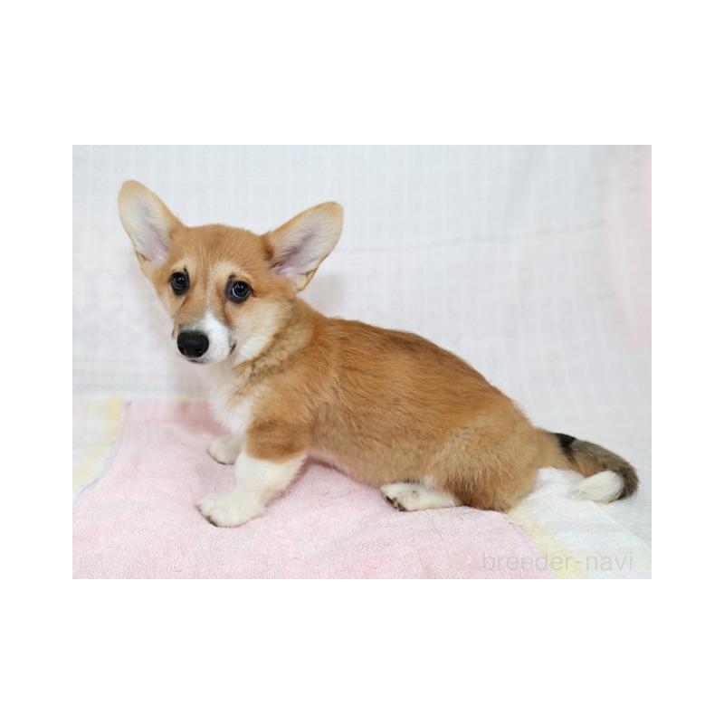 販売中の兵庫県のウェルシュコーギーペンブローク-426948の5枚目