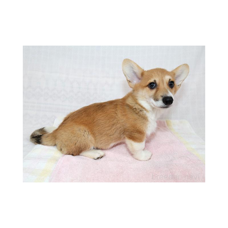 販売中の兵庫県のウェルシュコーギーペンブローク-426948の3枚目