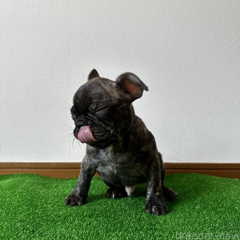 販売中の兵庫県のフレンチブルドッグ-422377の2枚目