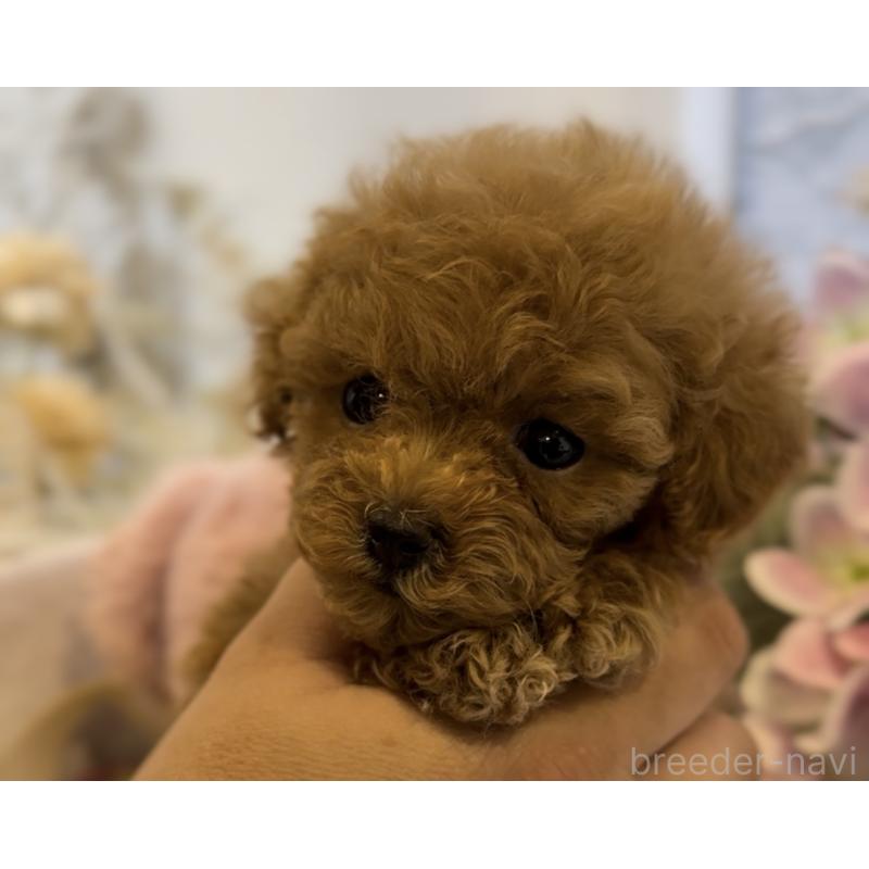 販売中の沖縄県のティーカッププードル-426947の5枚目