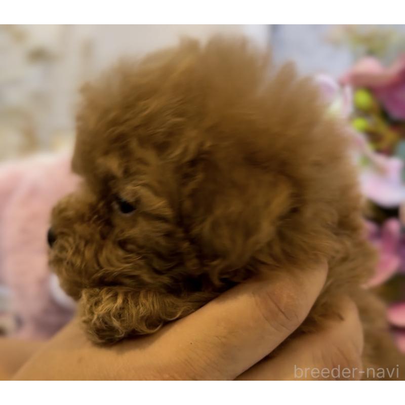 販売中の沖縄県のティーカッププードル-426947の4枚目