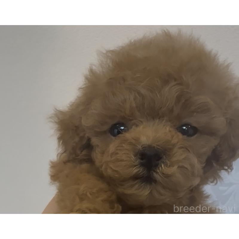 販売中の沖縄県のティーカッププードル-426947の3枚目