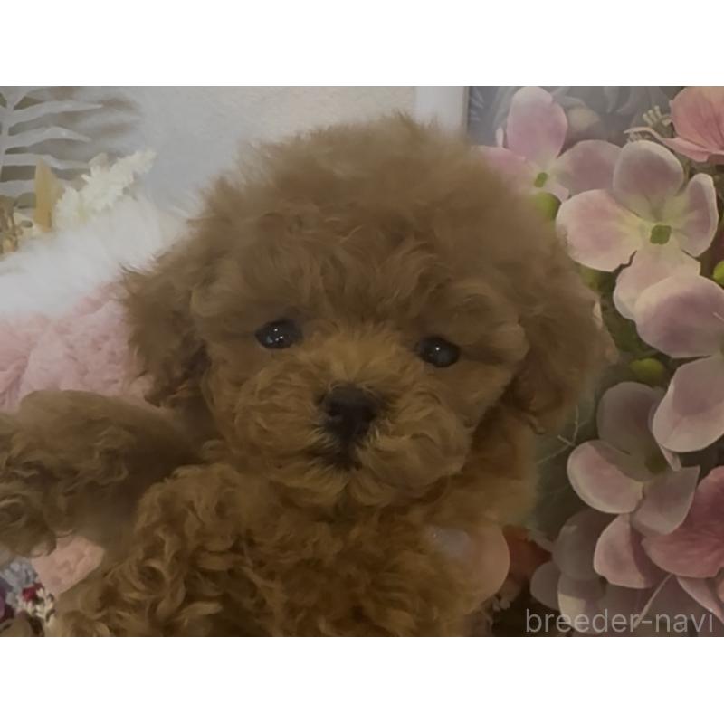 販売中の沖縄県のティーカッププードル-426947の2枚目