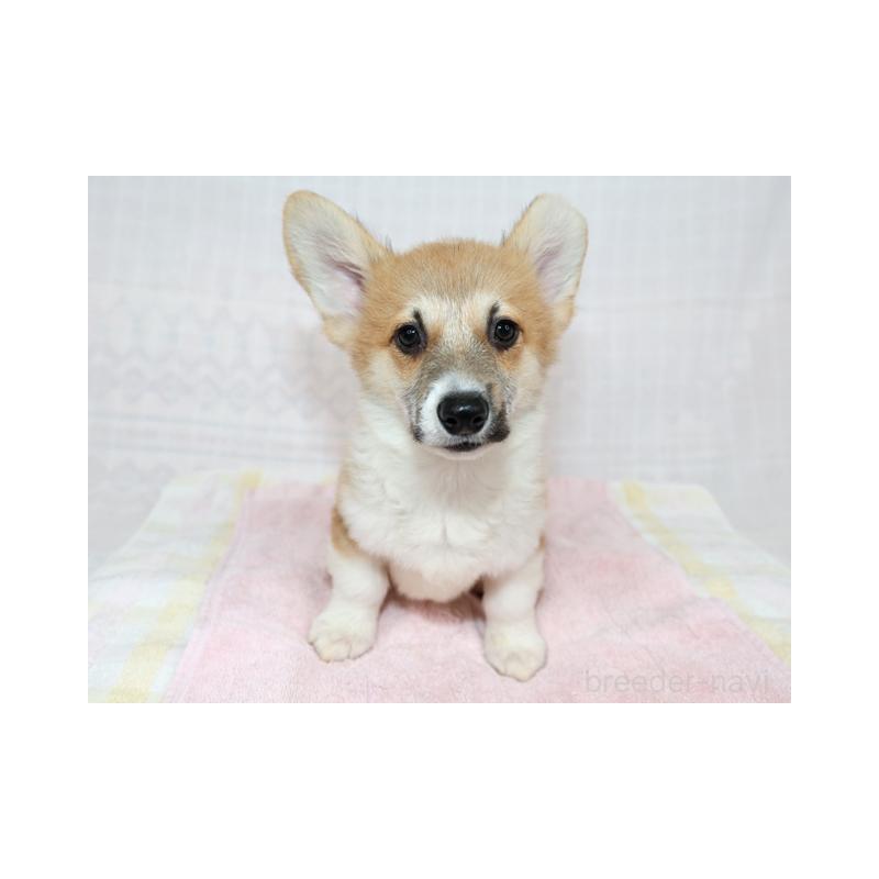 販売中の兵庫県のウェルシュコーギーペンブローク-426949